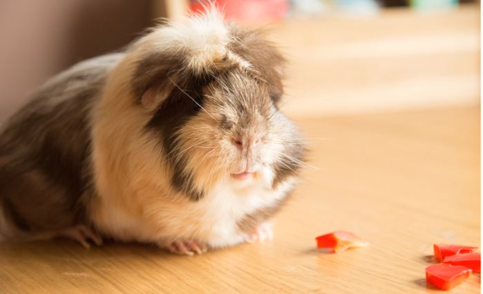 Peppers Can Guinea Pigs Eat